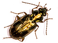 Bembidion varium